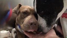 Homeless Dogs Are Scared Of Being Rescued — Until They Realize They're Going TOGETHER
