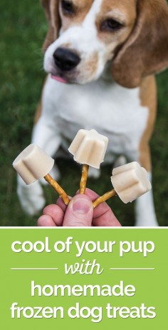 Homemade Frozen Dog Treats for Your Pup - thegoodstuff