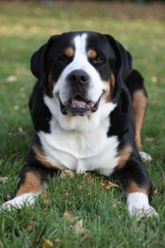 Honest Information About The Greater Swiss Mountain Dog