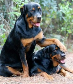 Honestly, Rottweilers are the best dogs hands down!