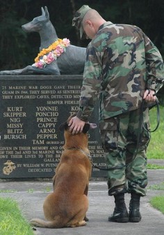 Honoring Military Dogs