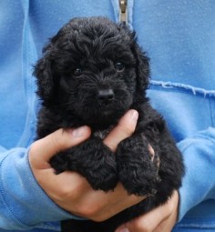 hoping to let my children fall in love with a labradoodle pup in the next year.