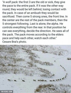 How a wolf pack moves