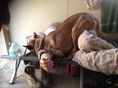 How military working dogs sleep with their handlers.