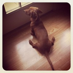 How mini dachshunds sit.