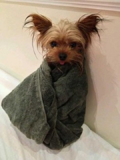 How often should you bathe a yorkie | Yorkiemag