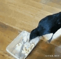 How  it's not only sharing, but taking the food to the cat & the  Love this gif video of an amazing moment in the life of animals that shows there is more to their character than the human animal gives them credit for ....