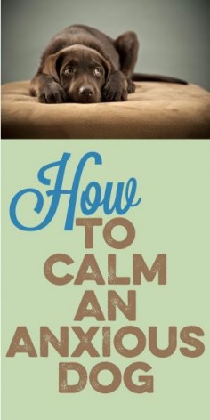 How To Calm An Anxious Dog - Tips for dog anxiety