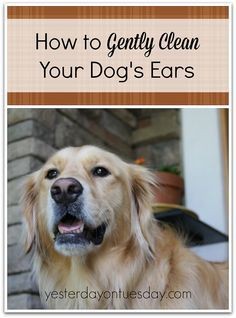 How to Clean Dog's Ears with stuff you have on hand