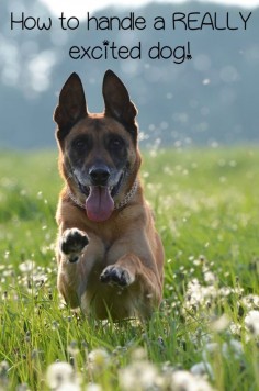 How to Deal with an Overly Excited Dog: When people have an excited dog, they often try to run away from a situation. However, it's better to just help your excited dog through the situation.