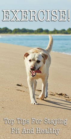 How to exercise your Labrador Retriever