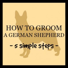 How to groom a German Shepherd
