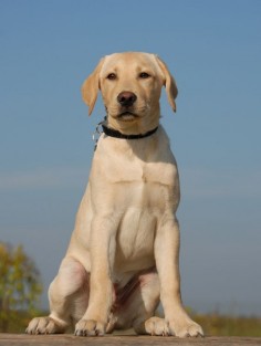 How to groom a Labrador Retriever? Click the picture to read