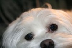 How to Groom a Maltese Dog's Face and Avoid Tear Stains | eHow