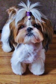 How to Groom a Shih Tzu? Click the picture to read