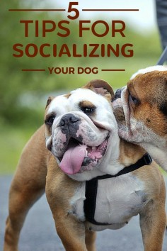 How to help you pet socialize with other dogs at the park!