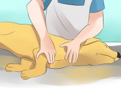 How to Massage a  Three Parts: 1. Massaging Correctly  Your Dog Feel Comfortable  it a Healthy Ritual