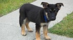 How to Potty Train a German Shepherd Puppy Within Five Days | eHow