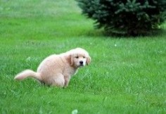 How To Potty Train A Puppy Completely In 7 Days