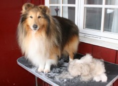 How to properly groom a sheltie.  The site doesn't show any  they can fix it?