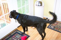 How To Stop Barking Dogs In 3 Easy  This Worked For Us - The Fun Times Guide to Dogs