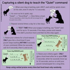 How to stop dog barking? Teach your dog the "Quiet" command. -  I know a few  dogs that could use this