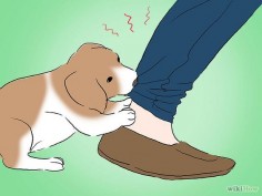 how to stop puppy biting