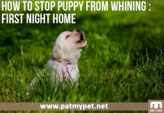 How To Stop Puppy From Whining : First Night Home | Pat My Pet