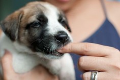How to Train a Puppy Not to Bite: 8 steps (with pictures)