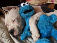 hugging Cookie Monster