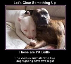 Humans are evil, not pit bulls.