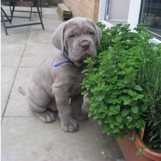 Humphrey, a mastiff puppy. OH MY GAWD.