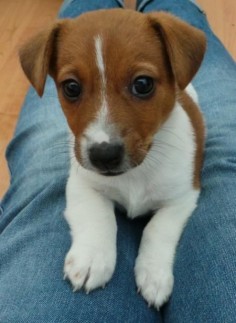 Hunter the Irish Jack Russell-Can't get any cuter than this!!!
