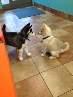 huskies meet for first time at vet. boy husky (left): "wow you're pretty" girl husky (right): " thanks"
