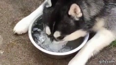 Husky Blows Bubbles in Her Water Bowl - Neatorama