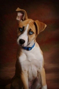 Husky-boxer mix! I want one :) Murphy could have a twin with blue eyes!