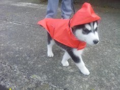 husky in the rain