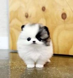 Husky Pomeranian mix AHHHHH! So cute!!