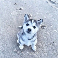 Husky Puppy at the Beach