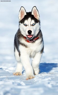 Husky Puppy on snow