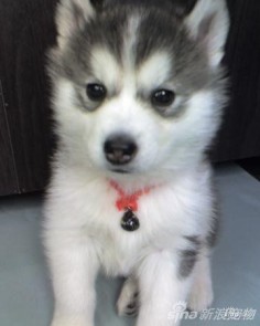 Husky puppy :) wish it had one blue eye and one brown eye