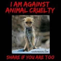 I am against animal cruelty pin it if you are too