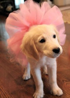 I am ready for ballet class. | 61 Times Golden Retrievers Were So Adorable You Wanted To Cry