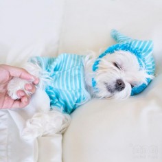 I am sleeping beauty but why don't I get a kiss instead of a handshake? #sleepingbeauty #sleepingangel #sleep #arodwang #maltese #puppylove #dogsofinstagram #doglover #whitedog #fluffy #boy #popsugarpets #love #puppy #raisblack #bestofpack #cute #말티즈 #マルチーズ #dog #dogmodel #犬 #狗 #weeklyfluff