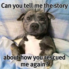 I am so excited for the day I finally get to tell my future pitbull the story of how he was rescued