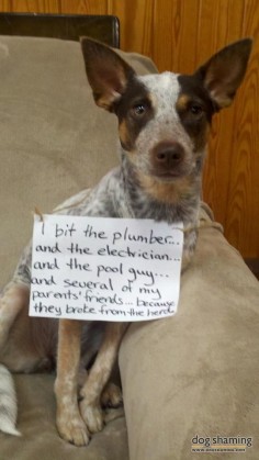 "I bit the plumber, the electrician and the pool  and several of my parents  because they broke from the herd. ~ Dog Shaming shame - Blue Heeler