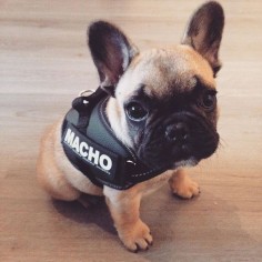 "I can't wait for all the attention I'll get in my new Macho harness!", French Bulldog Puppy