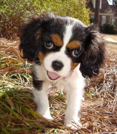 I don't know for sure, but this has to be a Cavalier King Charles Spaniel puppy.