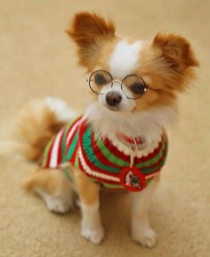 I don't usually pin "styled" photos, but this one is so cute and the Chihuahua is a nice representative of the breed. ;)