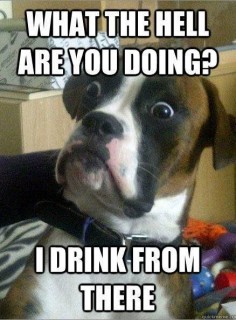 I Drink From There #drinkfromthere #dogmemes #dogmeme
